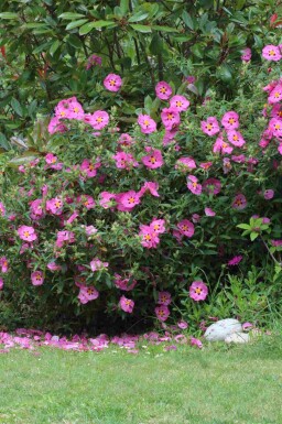 Zonneroosje Cistus purpureus struik Cistus purpureus struik