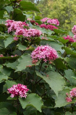 Kansenboom Clerodendrum bungei struik Clerodendrum bungei