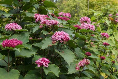 Kansenboom Clerodendrum bungei struik Clerodendrum bungei