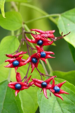 Pindakaasboom Clerodendrum trichotomum 'Fargesii' struik Clerodendrum trichotomum 'Fargesii' struik