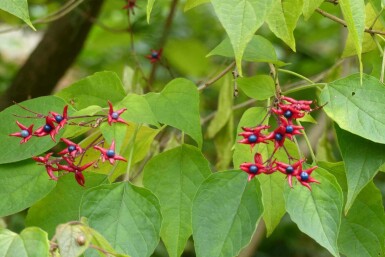 Pindakaasboom Clerodendrum trichotomum 'Fargesii' struik Clerodendrum trichotomum 'Fargesii' struik