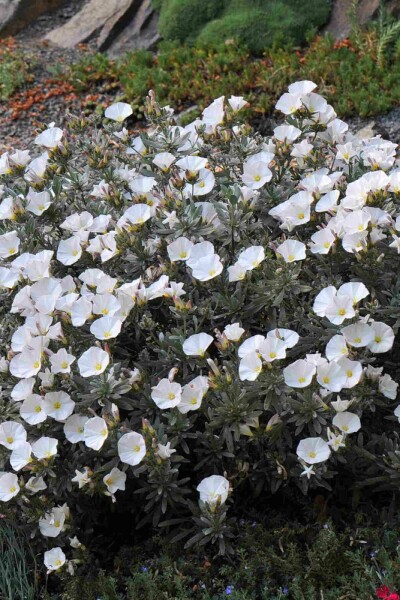 Convolvulus cneorum
