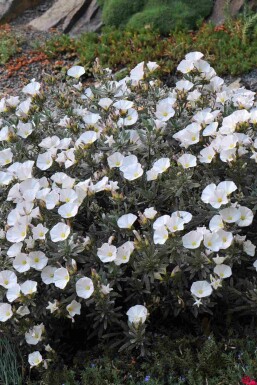 Convolvulus cneorum
