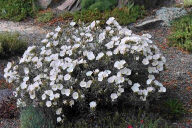 Zilverwinde Convolvulus cneorum struik Convolvulus cneorum struik