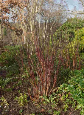 Zwarte kornoelje Cornus alba 'Kesselringii' struik Cornus alba 'Kesselringii' struik