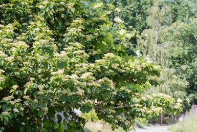 Pagodekornoelje Cornus alternifolia struik Cornus alternifolia struik