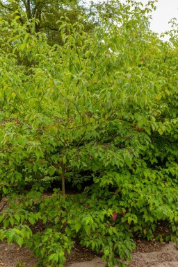Kornoelje Cornus controversa 'Pagoda' struik Cornus controversa 'Pagoda'
