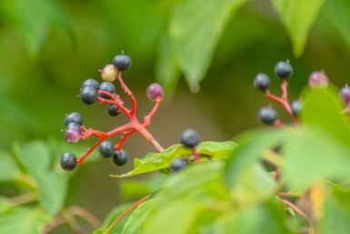 Cornus controversa 'Pagoda'