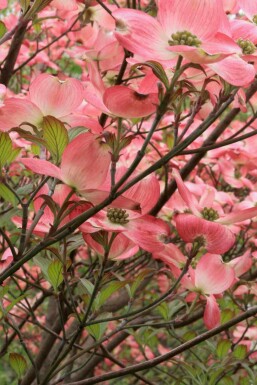 Amerikaanse kornoelje Cornus florida 'Cherokee Chief' struik Cornus florida 'Cherokee Chief' struik