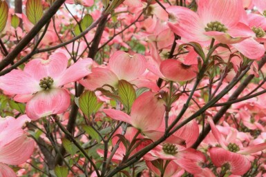 Amerikaanse kornoelje Cornus florida 'Cherokee Chief' struik Cornus florida 'Cherokee Chief' struik