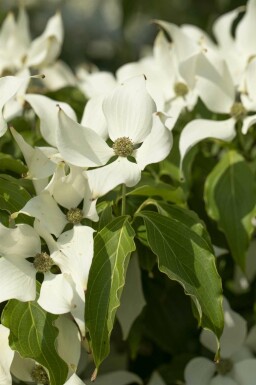 Cornus kousa 'Milky Way'