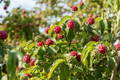 Cornus kousa 'Milky Way'