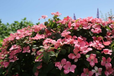 Cornus kousa 'Satomi Compact' struik