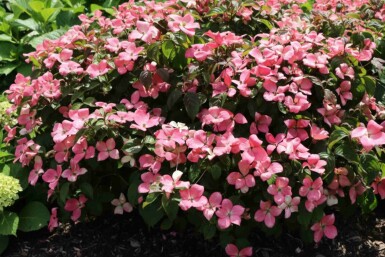 Cornus kousa 'Satomi Compact' struik
