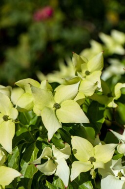 Japanse kornoelje Cornus kousa 'Schmetterling' struik Cornus kousa 'Schmetterling' struik