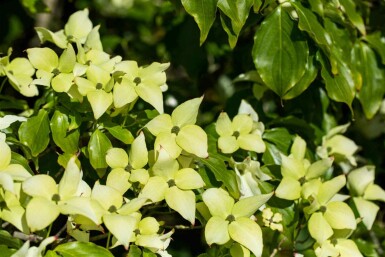 Cornus kousa 'Schmetterling'