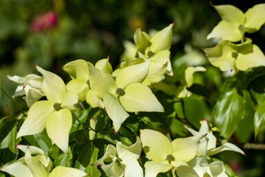 Cornus kousa 'Schmetterling'