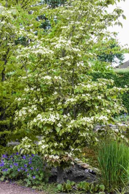 Kornoelje Cornus kousa 'Teutonia' struik Cornus kousa 'Teutonia' struik