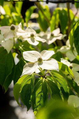 Kornoelje Cornus kousa 'Teutonia' struik Cornus kousa 'Teutonia' struik