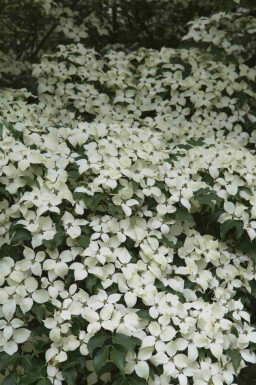 Japanse kornoelje Cornus kousa 'Weisse Fontaine' struik Cornus kousa 'Weisse Fontaine' struik
