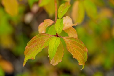 Rode kornoelje Cornus sanguinea 'Winter Beauty' struik Cornus sanguinea 'Winter Beauty' struik