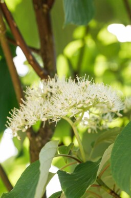 Cornus sericea 'Flaviramea'