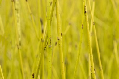 Cornus sericea 'Flaviramea'