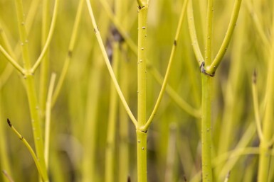 Cornus sericea 'Flaviramea' struik 100-125 cm