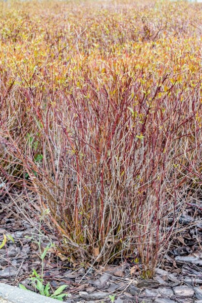 Cornus sericea 'Kelseyi' struik 30-40 cm