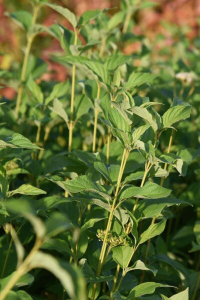 Gele kornoelje Cornus stolonifera 'Flaviramea' struik Cornus stolonifera 'Flaviramea' struik