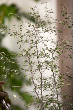 Corokia cotoneaster
