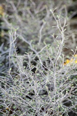 Zigzagstruik Corokia cotoneaster struik Corokia cotoneaster struik