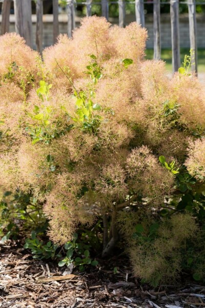 Pruikenboom Cotinus coggygria struik Cotinus coggygria struik