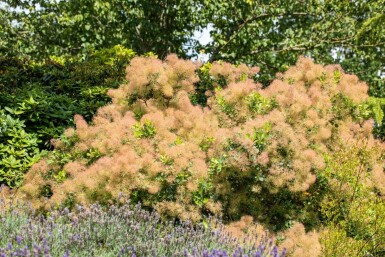 Cotinus coggygria