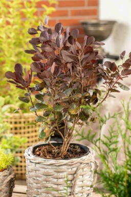 Cotinus coggygria 'Lilla'