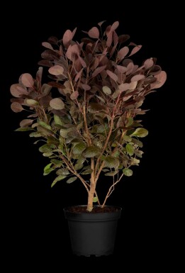 Cotinus coggygria 'Lilla'