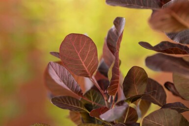 Cotinus coggygria 'Lilla'