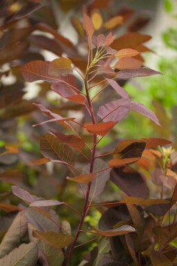 Pruikenboom Cotinus 'Grace' struik Cotinus 'Grace'