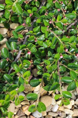 Kruipende dwergmispel Cotoneaster dammeri 'Major' struik Cotoneaster dammeri 'Major' struik