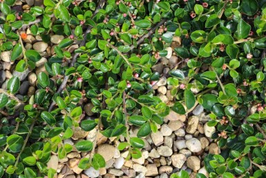 Kruipende dwergmispel Cotoneaster dammeri 'Major' struik Cotoneaster dammeri 'Major' struik