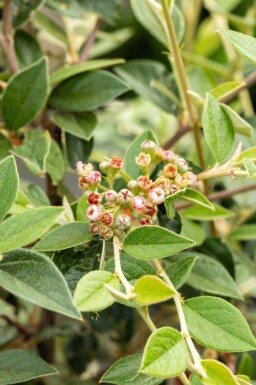 Dwergmispel Cotoneaster franchetii struik Cotoneaster franchetii struik