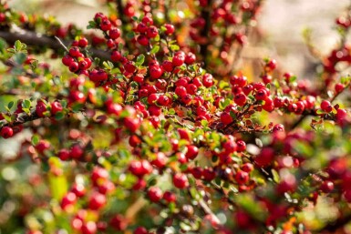 Dwergmispel Cotoneaster horizontalis struik Cotoneaster horizontalis struik
