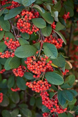 Dwergmispel Cotoneaster lacteus struik Cotoneaster lacteus struik