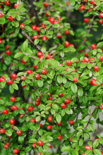 Cotoneaster suecicus 'Coral Beauty'