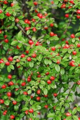 Dwergmispel Cotoneaster suecicus 'Coral Beauty' struik Cotoneaster suecicus 'Coral Beauty' struik