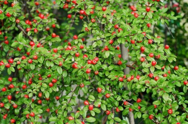 Dwergmispel Cotoneaster suecicus 'Coral Beauty' struik Cotoneaster suecicus 'Coral Beauty' struik