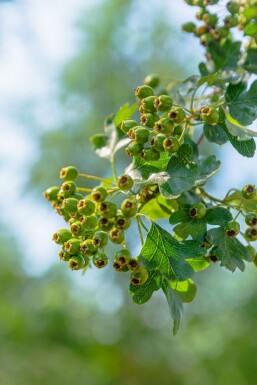 Eenstijlige meidoorn Crataegus monogyna struik Crataegus monogyna struik