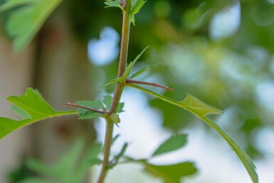 Crataegus monogyna