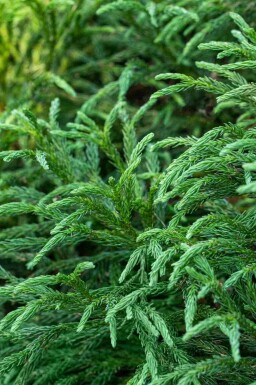 Japanse ceder Cryptomeria japonica 'Globosa Nana' struik Cryptomeria japonica 'Globosa Nana' struik