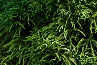 Japanse ceder Cryptomeria japonica 'Globosa Nana' struik Cryptomeria japonica 'Globosa Nana' struik